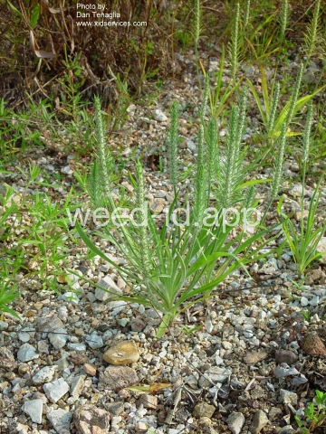 plantain, bracted